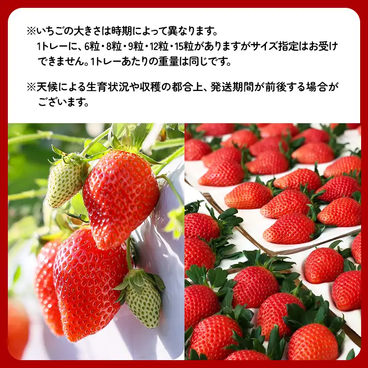 【いちご博総合大賞】やよいひめ 約800g | いちご 苺 イチゴ ストロベリー 冷蔵 甘い 新鮮 完熟 大粒 果物 フルーツ 産地直送 農家直送 国産 人気 おすすめ 高級 ギフト 贈答 プレゼント お祝い 大賞受賞 高評価 群馬県 伊勢崎市 先行受付 先行予約 ※2027年1月～発送