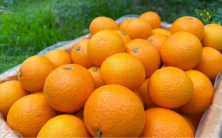 【先行予約】【訳あり】清見オレンジ 約10kg ※離島への配送不可　※2027年3月中旬より順次発送予定 IKTAU011