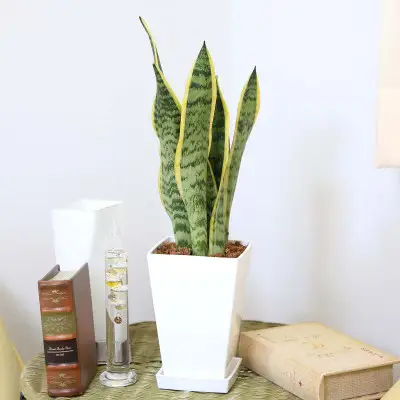 【観葉植物】サンスベリア 5号 ホワイトスクエアプラスチック鉢 土の表面:ウッドチップ【観葉植物 インテリア 部屋 おしゃれ 福岡県 筑前町 送料無料 AG054】