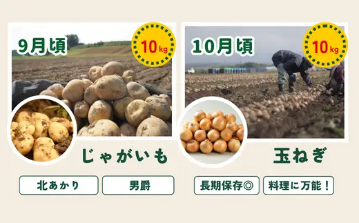野菜セット 【令和9年産予約受付】5回 定期便 美瑛の四季 白金（大） 野菜詰め合わせ