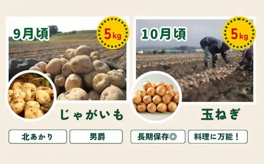 旬の野菜定期便 5回 【令和9年産予約受付】 美瑛の四季 白金（小）  野菜