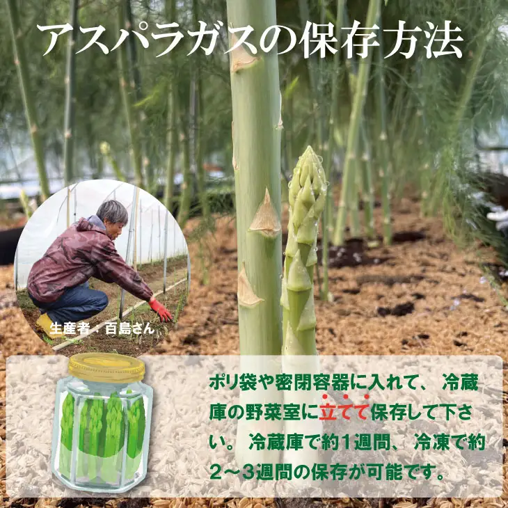 採れたて新鮮！アスパラガス（500g）百島農園 生産者直送 野菜 A060-019