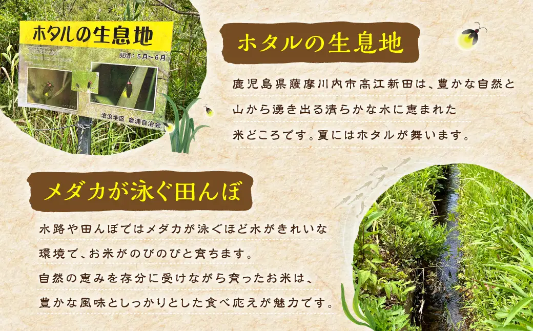 【新米先行予約】【KODAMAFARMS】 鹿児島県産 なつほのか 5kg KODA米 【2026年9月下旬以降順次発送】 精米 米 お米 AS-2263
