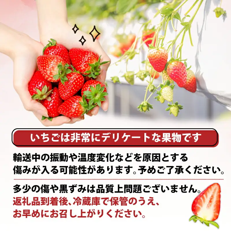 いちご 古都華いちご（250g×２P）【2027年1月～発送】 10-205