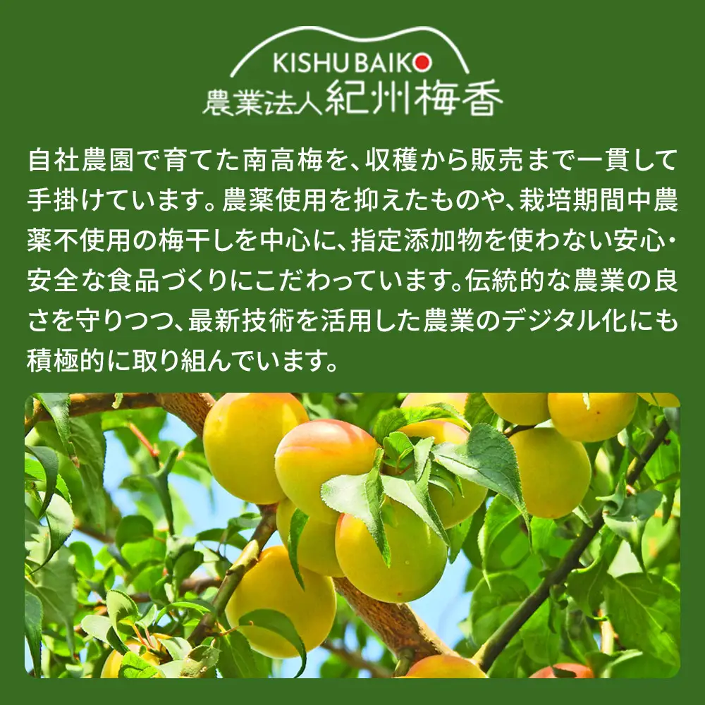 ＜訳あり＞はちみつ梅干し 1kg 低塩6%［KU1］梅干し 