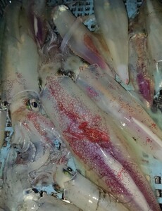 一本釣り 剣先いかのするめ 天日干し 大入り 約200g