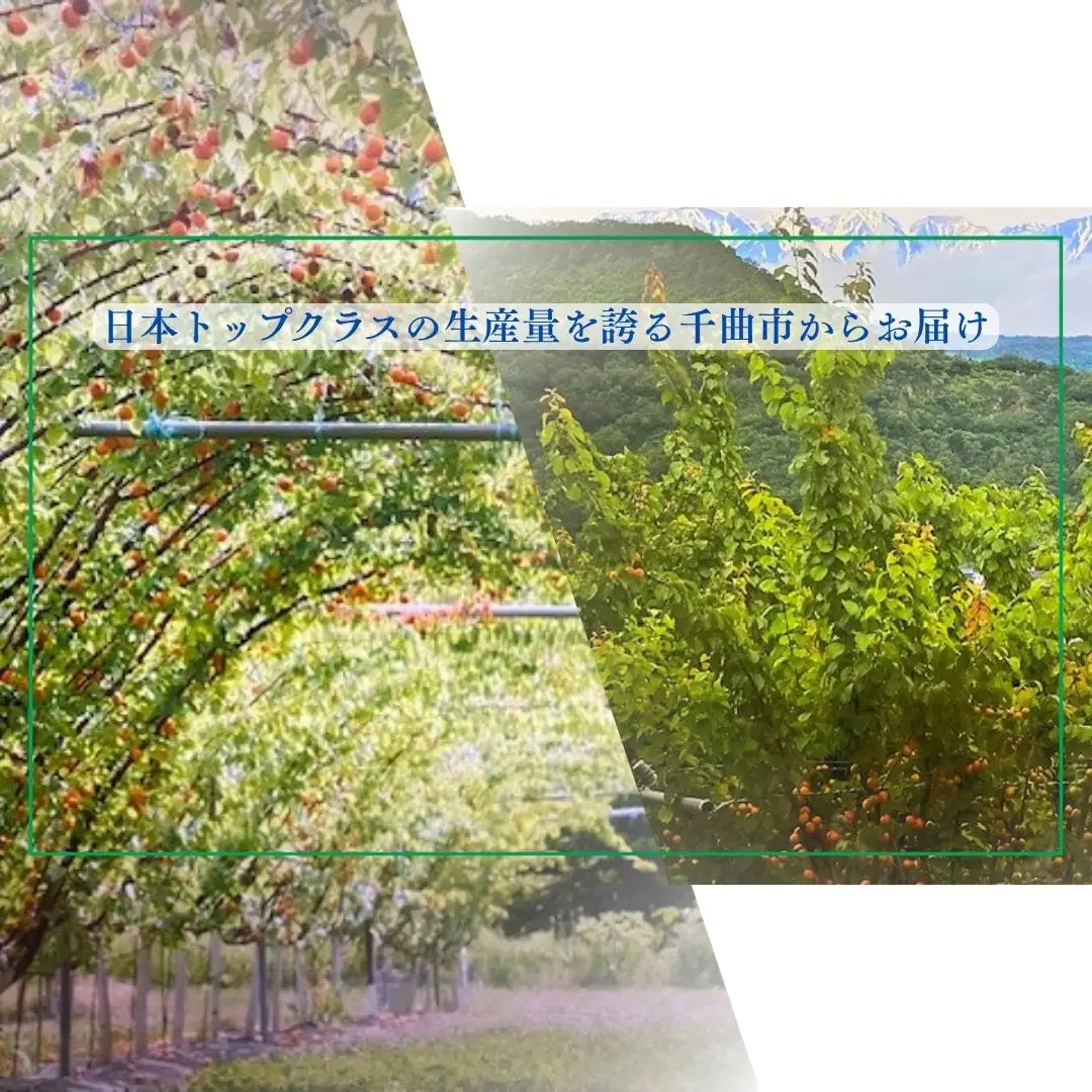 【2027年先行予約】訳あり あんず おまかせ加工用 計約2kg（約500g×4パック）| あんず