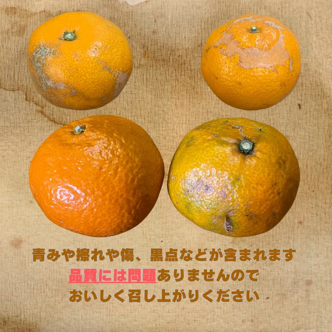 【訳あり】和歌山みかん約9.5kg+補償分約500g サイズ混合 11月より順次発送 訳ありみかん 【red1】
