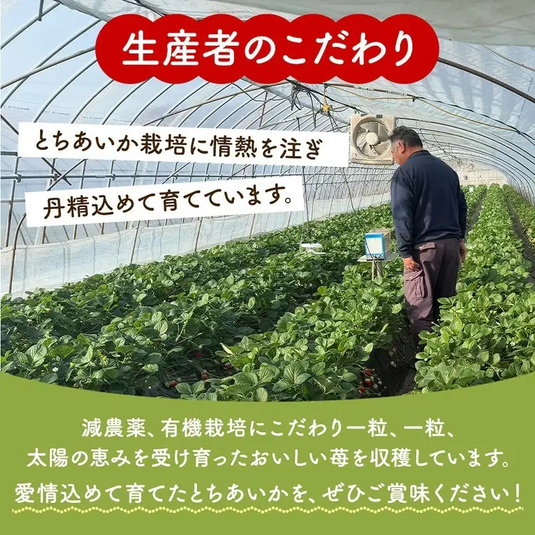 「訳あり」とちあいか 260g×4パック 1パック9粒〜11粒入り（Lまたは2Lサイズ） いちご 苺 栃木県 ※2027年1月～発送