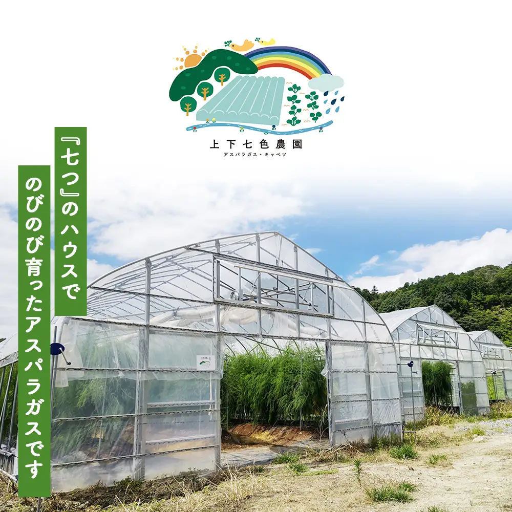 上下七色農園贈答用アスパラガス　2L・Lサイズ　貼箱（1kg） No.1097