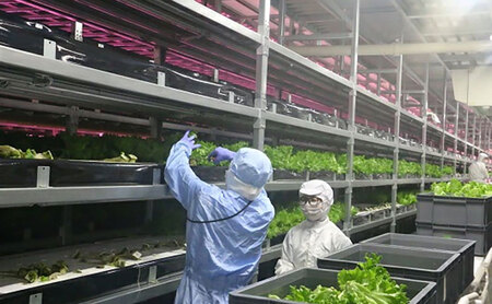 野菜セット レタス ケール アソート 水耕栽培 野菜セット