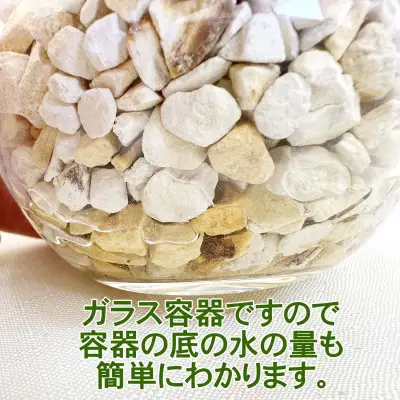 【観葉植物】土を使わないで清潔なミニ観葉植物 ゼオライト植え・ガラス鉢 丸形 2鉢セット（サンスベリア）【観葉植物 インテリア 部屋 おしゃれ 福岡県 筑前町 送料無料 AG048VC02】