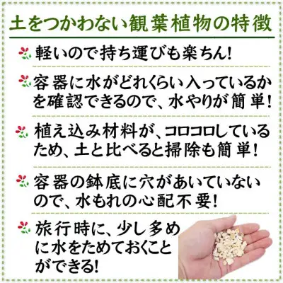 【観葉植物】土を使わないで清潔なミニ観葉植物 ゼオライト植え・ガラス鉢 キューブ形 2鉢セット（サンスベリア）【観葉植物 インテリア 部屋 おしゃれ 福岡県 筑前町 送料無料 AG050VC03】