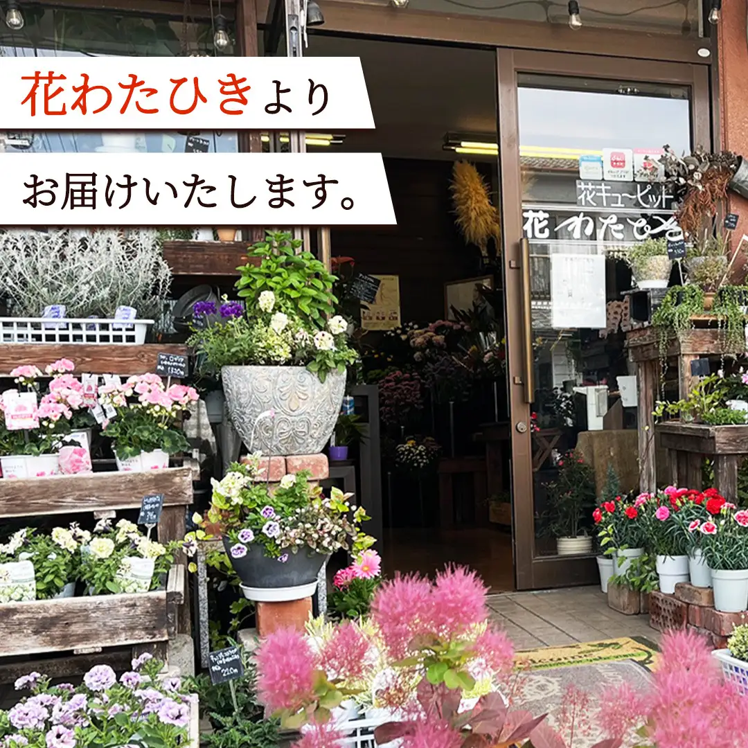 季節の寄せ植え＜花わたひき＞花 お花 季節の花 生花 記念日 誕生日 自宅用 インテリア 部屋飾り 装飾 贈答 ギフトプレゼント おしゃれ 茨城県 城里町 (BY002)