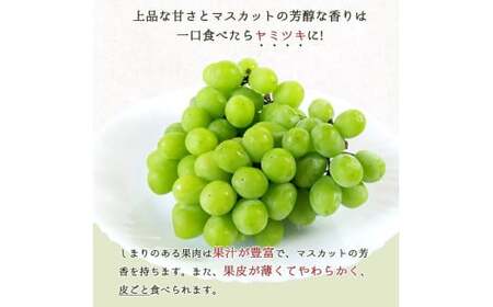【全4回】紀州和歌山産旬のフルーツ定期便 (スイカ・桃・巨峰・シャインマスカット) / すいか スイカ もも 桃 白桃 巨峰 マスカット シャインマスカット 葡萄 ぶどう 果物 くだもの フルーツ フルーツ定期便 和歌山【tkb421】 