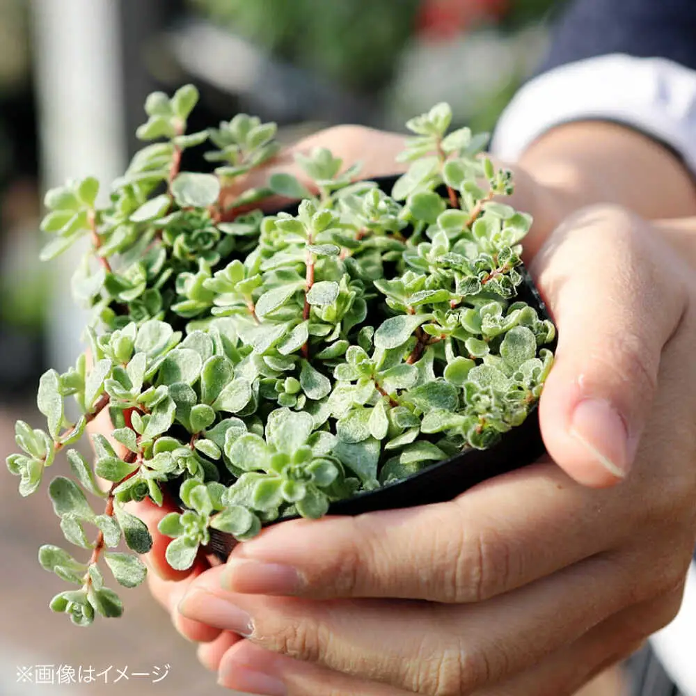 観葉植物 10鉢セット[APCJ001] 観葉植物 