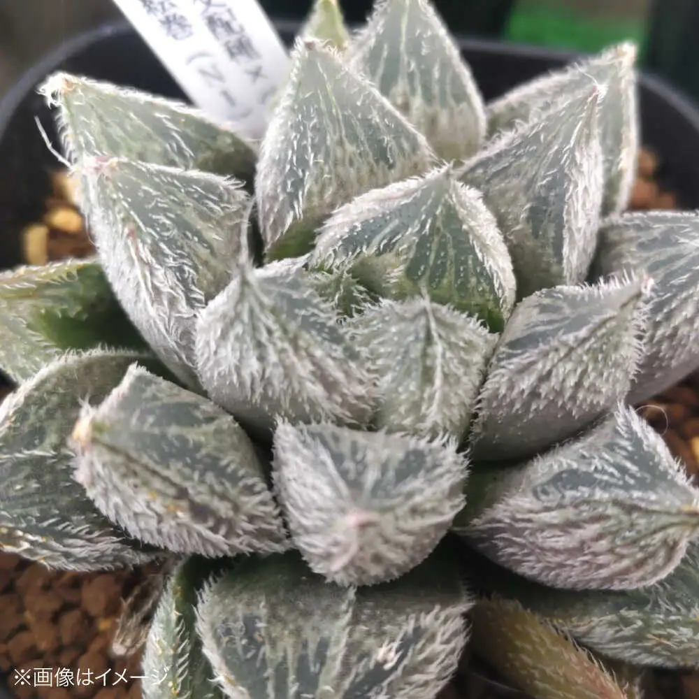 観葉植物 ハオルチア 3鉢[APCJ006]観葉植物 