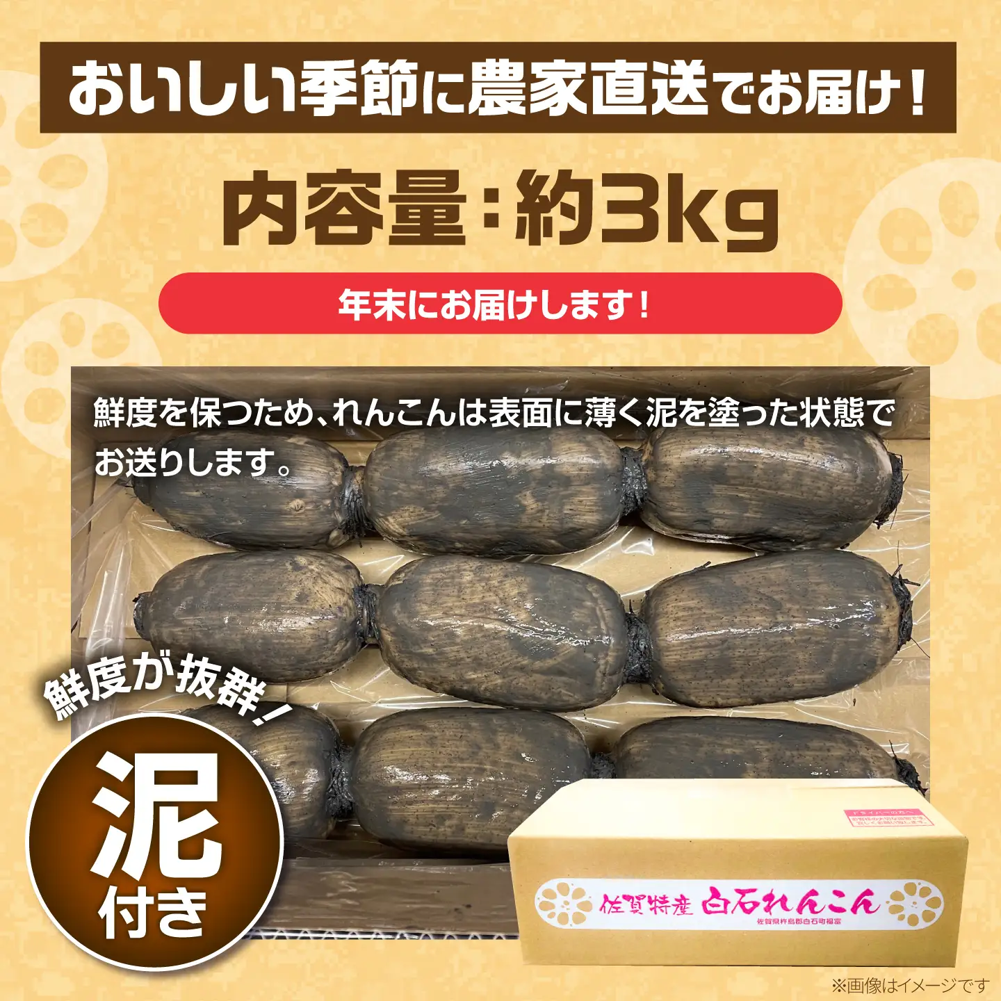 【年末発送】れんこん 約3kg れんこん IBD019
