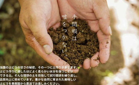 訳あり 悟紅玉  旧ゴルビー 2房 合計800g以上 産地直送 朝採れ ぶどう 葡萄 岡山 Kawahara Green Farm 岡山県産 2026年 先行予約