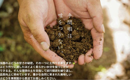 訳あり クイーンニーナ 2～3房 合計1.1kg以上 産地直送 朝採れ ぶどう 葡萄 岡山 Kawahara Green Farm 岡山県産 2026年 先行予約