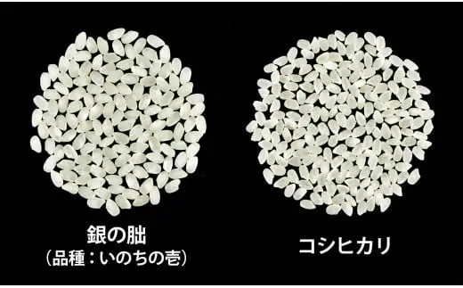 ＜テレビで紹介されました！＞令和8年産 新米【全12回定期便】皇室献上米『銀の朏』1kg 中津川市加子母産 栽培期間中化学肥料不使用 お米 新米 精米 F4N-2887