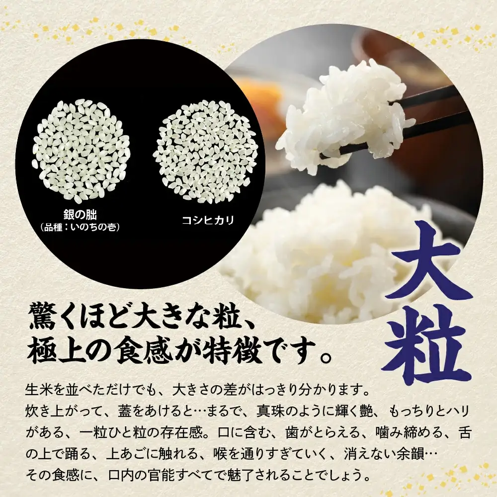 ＜テレビで紹介されました！＞令和8年産 新米【全6回定期便】皇室献上米『銀の朏』3kg 中津川市加子母産 栽培期間中化学肥料不使用 お米 精米 F4N-2890