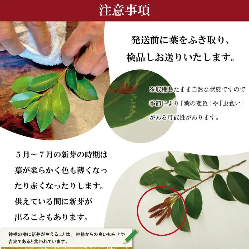 神棚用 榊  1対（2束）約25cm 神棚 さかき お供え 生花 本榊 サカキ 仏花 神具 国産 斎宮の榊