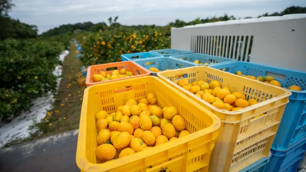 【訳あり】中尾農園の夢みるみかん 5kg 【2026年9月下旬~2027年1月下旬発送予定】みかん ミカン 蜜柑 柑橘 温州みかん フルーツ くだもの 果物 ビタミン豊富 国産 月の引力が見える町 さがみかん 太良みかん 夢見るみかん おいしい 減農薬 濃厚 ギフト 贈答品 贈り物 佐賀県 太良町 NB36x1