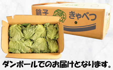 春キャベツ 8玉  キャベツ 【2027 先行予約】