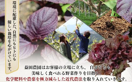 【 なら育ち 益田農園 】 しそ シロップ （ 500ml × 3本 ） | 