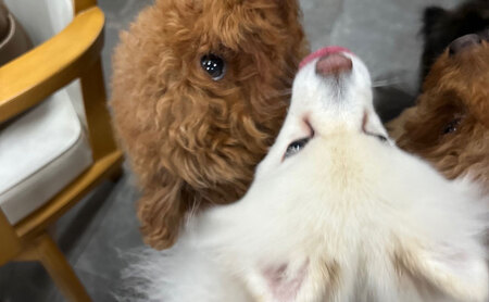 【2026年8月上旬より順次発送】愛犬と絆を深めるごほうびトリーツ「Dryeel 70g×3袋」おやつ うなぎ 静岡県 浜松市 
