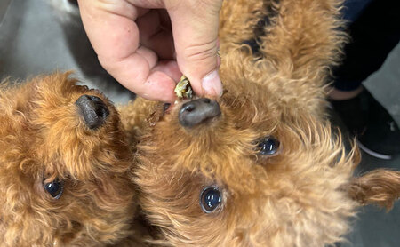 【2026年8月上旬より順次発送】愛犬と絆を深めるごほうびトリーツ「Dryeelあらけずり70ｇ×3袋」 おやつ うなぎ 静岡県 浜松市 