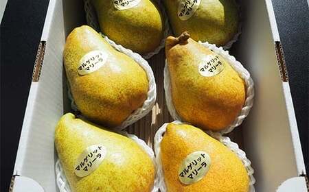 洋梨 マルゲリット・マリーラ 約3kg (5～8個) 【盛果園】 F21U-364