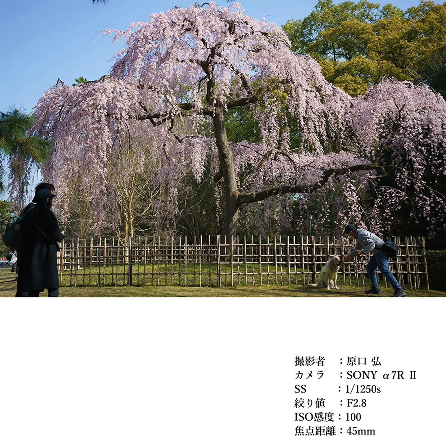 SIGMA 45mm F2.8 DG | Contemporary　【Lマウント】（ブラック）
