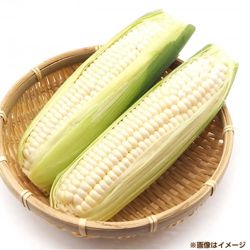 【6月以降発送予定】ホワイトコーン 5kg/15本前後[AOCS029]