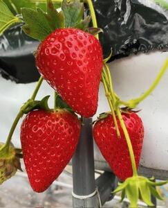 【数量限定】完熟古都華 の 冷凍いちご（古都華） 奈良ブランド苺 イチゴ フルーツ 果物 国産 冷凍 人気 かき氷 フローズン スムージー ジャム アレンジ スイーツ 『6FARM』  10-212
