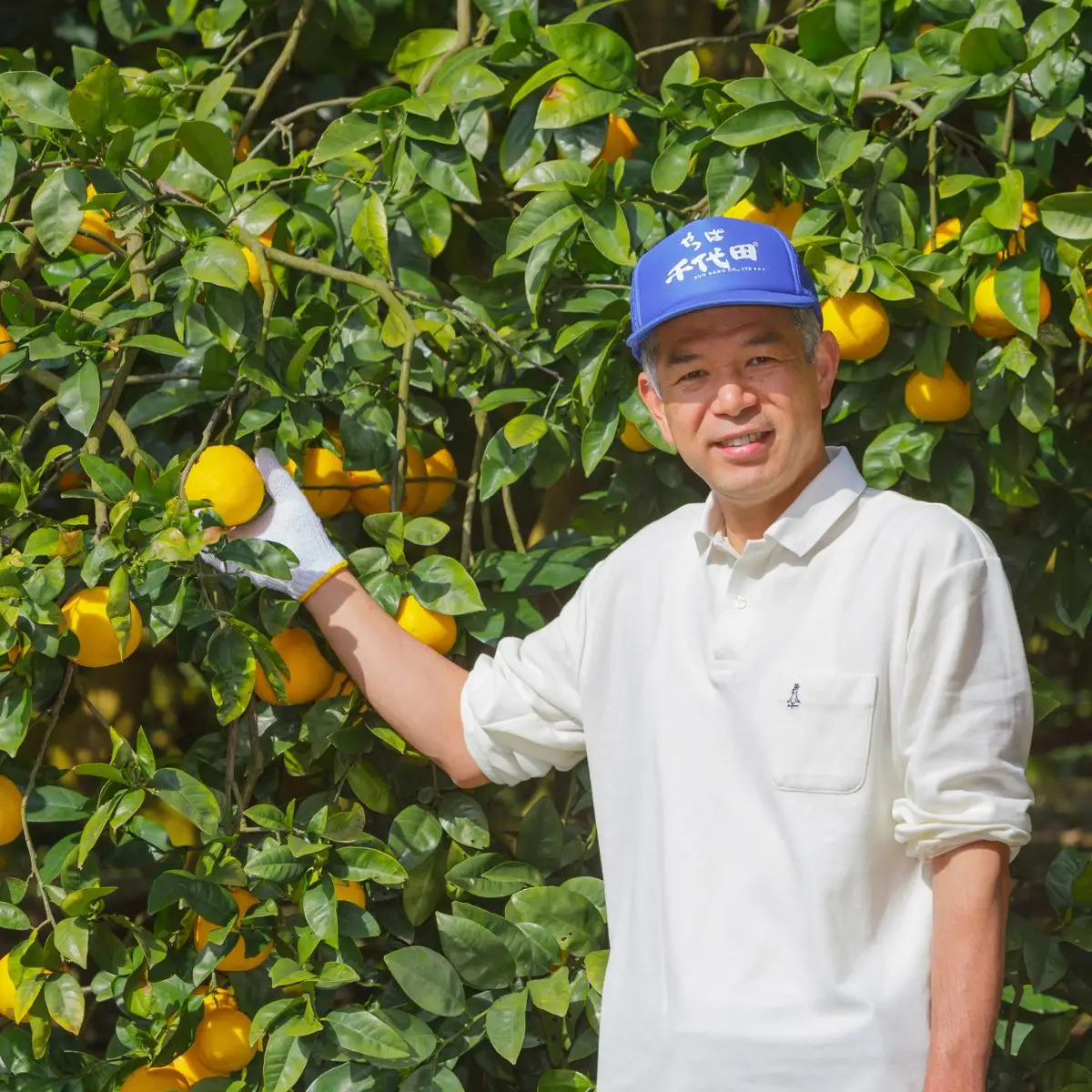 【先行予約】【農家直送】愛媛県産 清見タンゴール 贈答用 4.5kg（2027年3月中旬～4月下旬に順次発送予定） IKTC007 
