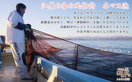 船上活〆北海道日本海産 本マス〈サクラマス〉切り身（塩）7切れ　小分けの食べ切りサイズ個包装　絶妙の塩加減　癖のない上品な旨みと脂のり　「鮭より美味い」という評判も　神経締め　活締め　桜鱒　サーモン