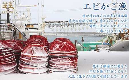 【！！先行予約！！＼12月中旬以降、順次出荷予定／】北海道産 違いが分かる天然日本海シマエビ 大サイズ 500g　色鮮やかで香りよし 濃厚な甘み 食べれば分かる格別の味！　国産　江差近海産　天然もの　エビかご漁師直送　最良品厳選　生食可　お刺身　天ぷら　エビフライ　海老