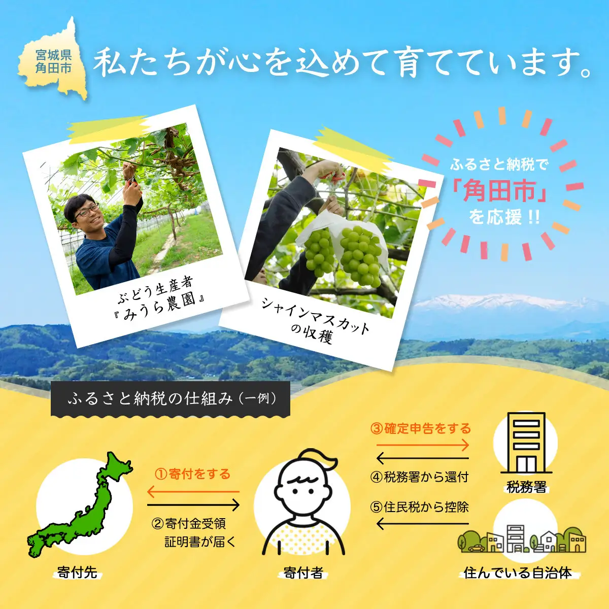 【2026年発送分先行予約】シャインマスカット ２房（約１kg）【2026年9月上旬以降順次】