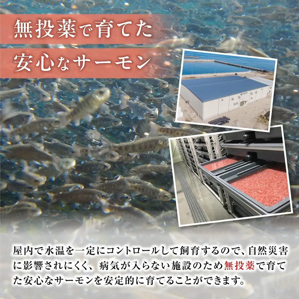 スモークサーモン 数量限定 とっとり 琴浦 グランサーモン 500g（2～5パック）