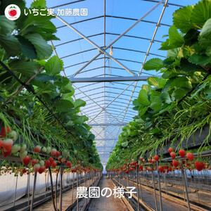 【2026年内お届け！！】静岡県産いちご 紅ほっぺ 280g×2パック（1パック12～15粒） 冷蔵配送【配送不可：北海道・沖縄・離島】 苺 フルーツ◇