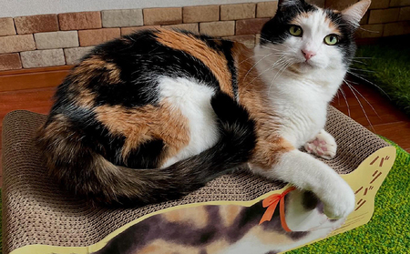 猫の爪とぎ　バリバリ猫ちゃん　4個セット 猫 ねこ ネコ cat 爪とぎ ダンボール 丈夫 写真映え 日本製 常滑市 国産 おもちゃ ペット インテリア かわいい 動物 猫用品 グッズ 招き猫 愛猫へのプレゼント ベッド ペット用品