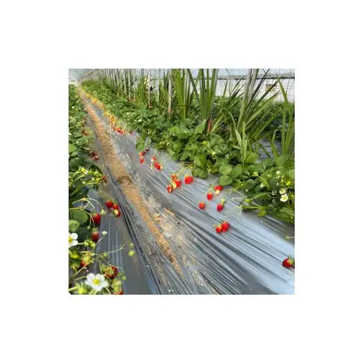 産地直送　匝瑳市産いちご　15粒入り×1箱