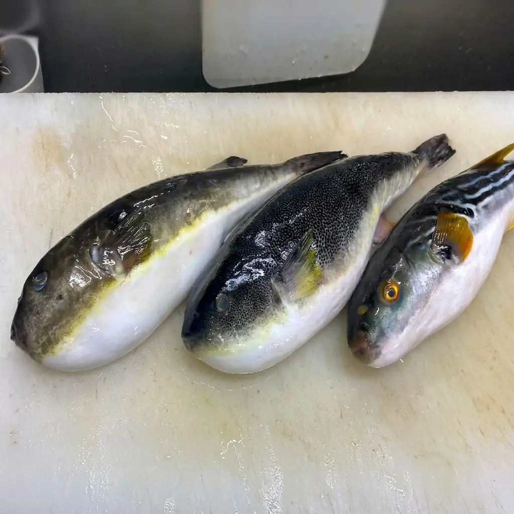 【ポン酢と紅葉おろし付】ふぐ 刺身 3パック 上越市 フグ 冷凍 さしみ 割烹から松や