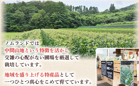 【先行予約】＜朝霧（あさぎり）コーン 12本＞ 国産 雪の妖精 ホワイトコーン 白い 白 とうもろこし 幻のとうもろこし 生で食べられる 甘い 糖度が高い 朝霧コーン 野菜 株式会社ノムランド 愛媛県 西予市【冷蔵】『2026年7月より順次出荷予定』NNM0002