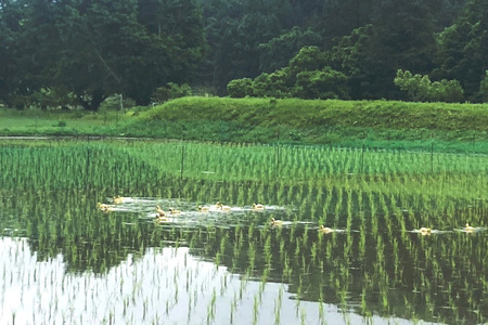 【令和7年産】有機 コシヒカリ 精米 5kg 有機栽培 有機米 特別栽培米 合鴨農法 こしひかり お米 白米 米 おこめ ブランド米 こしひかり 5キロ 国産 単一原料米 コメ こめ ご飯 銘柄米 茨城県産 茨城 産直 産地直送 農家直送 ごはん 家庭用 贈答用 茨城県 石岡市 (B03-001)