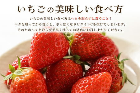 【2026年先行予約】やよいひめ 2L いちご イチゴ 苺 17粒 4パック 1kg 以上 国産 果物 フルーツ くだもの 1月 2月 3月 発送 冬 旬 産地直送 農家直送 産直 甘い デザート スイーツ 家庭用 贈答 贈答用 茨城 茨城県 石岡市 (A13-006)