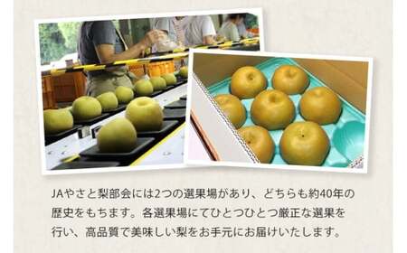 【 2025年 先行予約 】 豊水梨 3L～5L （二段 10kg ）梨 約 20玉 ～ 28玉 品種 幸水 なし ナシ 果物 フルーツ 大玉 5L 4L 3L サイズ 10キロ 8月 発送 夏 旬 産地直送 農家直送 産直 国産 くだもの 甘い 酸味 茨城県産 茨城県 石岡市 (A15-003)