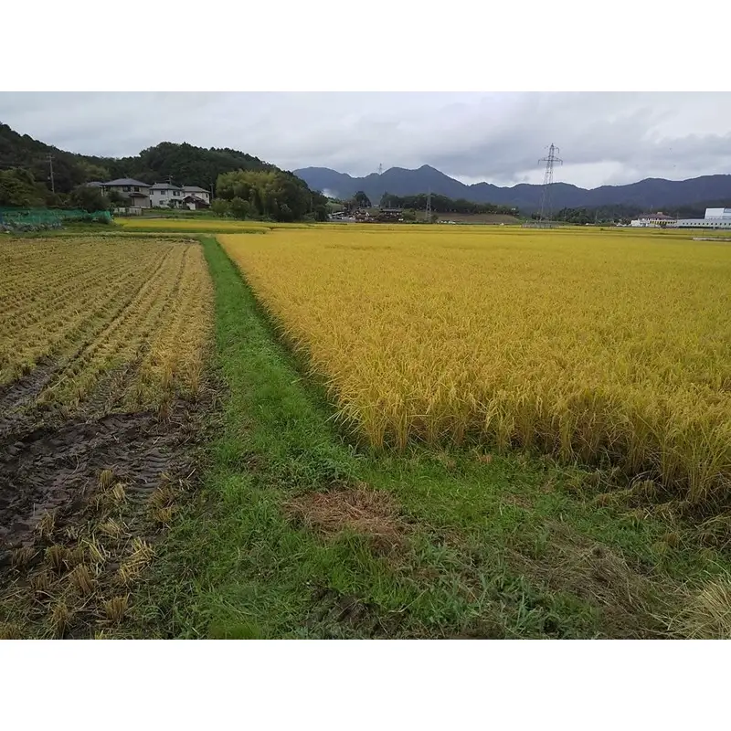 京都 丹後産コシヒカリ（玄米10kg）農家直送 こしひかり